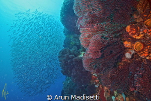 Universal signal for "look behind you!", so I did by Arun Madisetti 